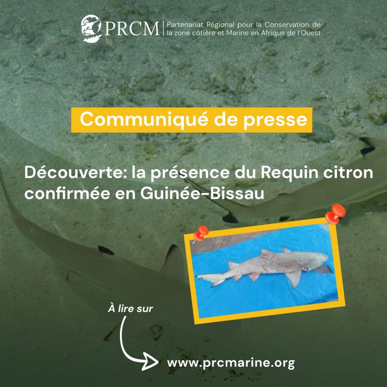 Découverte :  la présence du Requin citron confirmée en Guinée-Bissau