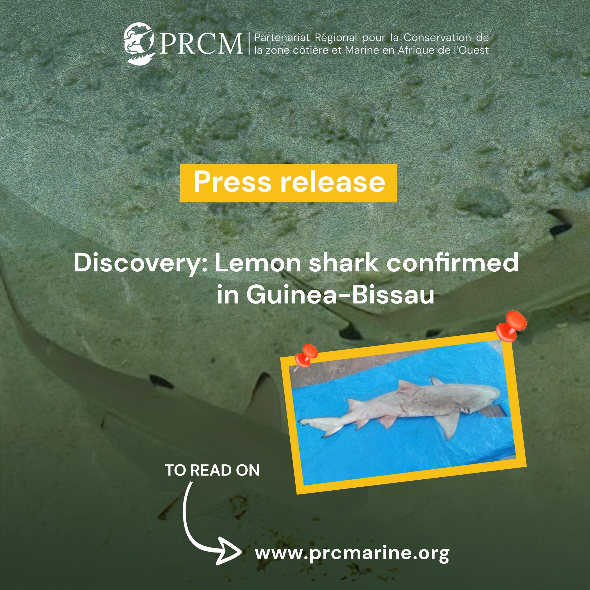 Read more about the article Discovery : Lemon shark confirmed in Guinea-Bissau